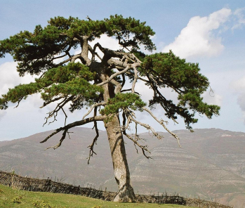 40-vjetori i Monumenteve të Natyrës